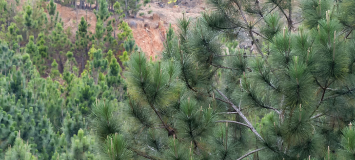 Le gouvernement a pris un arrêté portant agrément du pinus de Nouvelle-Calédonie en tant que produit naturel destiné, après transformation, à être employé comme matériau de construction.